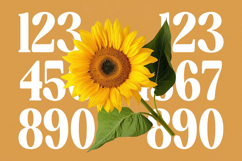 Ordinal Tangle - Modern Serif Font Product Image 9