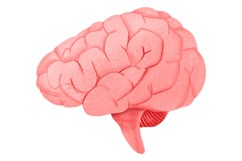 Human Internal Organs Clipart Product Image 3