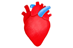Human Internal Organs Clipart Product Image 8