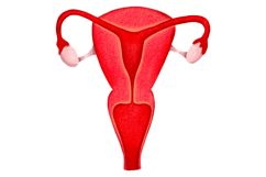 Human Internal Organs Clipart Product Image 9