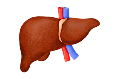 Human Internal Organs Clipart Product Image 4