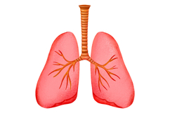 Human Internal Organs Clipart Product Image 5