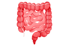 Human Internal Organs Clipart Product Image 6