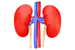 Human Internal Organs Clipart Product Image 7