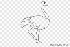 Tall safari desert bird ostrich big body PNG animal clipart Product Image 1