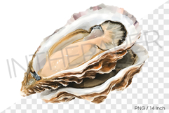 Fresh raw oyster shell PNG clam clipart marine watercolor Product Image 1