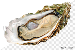 Wild green mossy oyster PNG clam clipart marine watercolor Product Image 1
