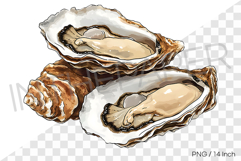Three fresh oysters bunch PNG clam clipart marine watercolor Product Image 1