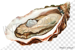 Wide raw oblong oyster PNG clam clipart marine watercolor Product Image 1