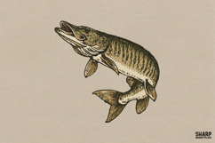 Vintage Muskie Fish Illustration For Anglers, Summer Png, Product Image 1