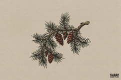 Rustic Pinecone And Pine Branch Botanical Illustration, Product Image 1