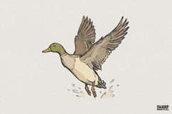 Flying Mallard Duck PNG, Waterfowl Art, Hand Drawn Duck Product Image 1