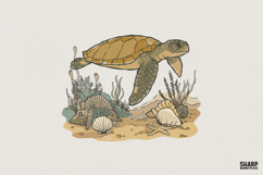 Sea Turtle PNG Design, Ocean Animal Digital Download, Beach Product Image 1