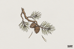 Pine Branch PNG, Botanical Nature Clipart, Evergreen Forest Product Image 1
