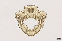 Saber Tooth Skull PNG, Animal Skeleton Art, Prehistoric Product Image 1