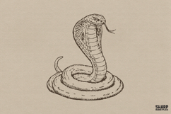 Vintage Coiled King Cobra Snake With Open Hood Reptile Png, Product Image 1