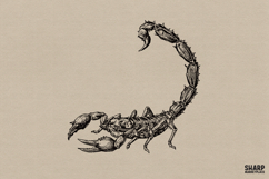 Vintage Scorpion Illustration Graphic, Retro Desert Bug Product Image 1