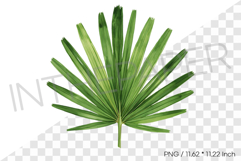 Palm Leaf Fan Tropical Summer Clipart Watercolor Illust Product Image 1