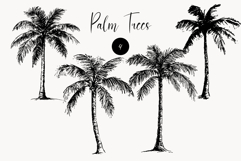 Hand Drawn Palm Tree Clipart Tropical Ink Illustrations Product Image 1