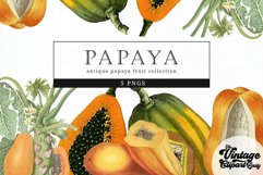 Papaya Vintage Fruit Botanical Clip Art Product Image 1