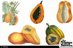 Papaya Vintage Fruit Botanical Clip Art Product Image 3