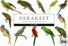 Parakeet Vintage Animal illustration Clip Art, Clipart Product Image 1