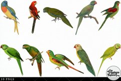Parakeet Vintage Animal illustration Clip Art, Clipart Product Image 2