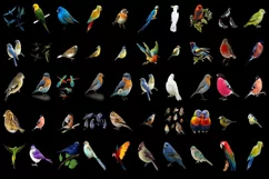 400 PARROTS, SPARROW TRANSPARENT PNG FILE, PHOTOSHOP OVERLAY Product Image 9