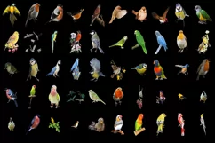 400 PARROTS, SPARROW TRANSPARENT PNG FILE, PHOTOSHOP OVERLAY Product Image 8