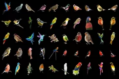 400 PARROTS, SPARROW TRANSPARENT PNG FILE, PHOTOSHOP OVERLAY Product Image 6