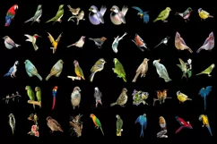400 PARROTS, SPARROW TRANSPARENT PNG FILE, PHOTOSHOP OVERLAY Product Image 4