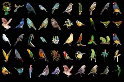 400 PARROTS, SPARROW TRANSPARENT PNG FILE, PHOTOSHOP OVERLAY Product Image 3