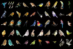 400 PARROTS, SPARROW TRANSPARENT PNG FILE, PHOTOSHOP OVERLAY Product Image 2