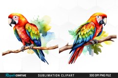 Parrot Clipart,Parrots Clipart,Parrot Png,Tropical Clipart,Birds Clipart,Parrot Digital,Tropical Watercolor,