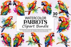 Parrot Clipart,Parrots Clipart,Parrot Png,Tropical Clipart,Birds Clipart,Parrot Digital,Tropical Watercolor,