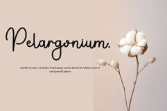 Pauline Script Product Image 4