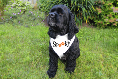 halloween pet themed svg for shirts