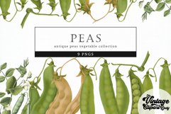 Peas Vintage Vegetable Botanical Clip Art Product Image 1