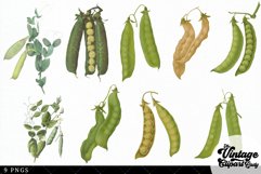 Peas Vintage Vegetable Botanical Clip Art Product Image 3