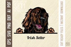 Irish Setter - Peeking Dog Color SVG Pet Vector Portrait Product Image 1