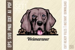 Weimaraner - Peeking Dog Color SVG Pet Vector Portrait Product Image 1