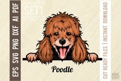 Poodle Peeking Dog Color, SVG Color Pet Vector Portrait Product Image 1