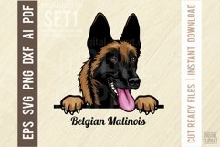 Belgian Malinois - Peeking Dog Color SVG Pet Vector Portrait Product Image 1