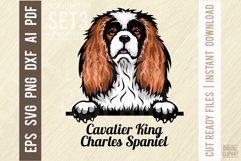 Cavalier King Charles Spaniel - Peeking Dog Color SVG Pet Product Image 1