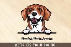 Danish Dachsbracke Peeking Dog, Head dog SVG color Vector Product Image 1