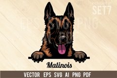 Malinois - Peeking Dog Colorful, Pet Portrait SVG Product Image 1