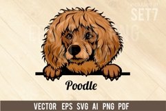 Poodle - Peeking Dog Colorful, Pet Portrait SVG Product Image 1