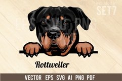 Rottweiler - Peeking Dog Colorful, Pet Portrait SVG Product Image 1