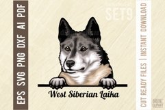 West Siberian laika - Peeking Dog Colorful, Pet Portrait SVG Product Image 1