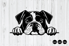 Peeking English Bulldog SVG, Bulldog SVG, Animal SVG Product Image 1